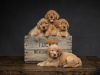 Photo №1. golden retriever - for sale in the city of Helsinki | negotiated | Announcement № 88137