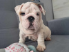 Photo №4. I will sell english bulldog in the city of Кельце. breeder - price - 1388$