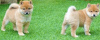 Photo №1. shiba inu - for sale in the city of Paris | negotiated | Announcement № 76028