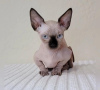 Photo №1. sphynx cat - for sale in the city of Мюнхен-Флугхафен | 423$ | Announcement № 89677