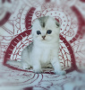 Photo №1. scottish fold - for sale in the city of Алатырь | 125$ | Announcement № 11016