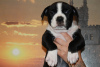 Photo №1. american staffordshire terrier - for sale in the city of Москва | negotiated | Announcement № 55080