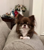 Photo №2 to announcement № 104812 for the sale of chihuahua - buy in Germany breeder