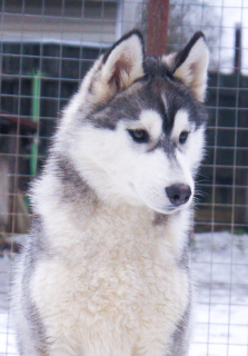 Photo №1. siberian husky - for sale in the city of Москва | 570$ | Announcement № 4713