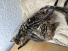 Photo №3. Gorgeous Bengal kittens. Germany