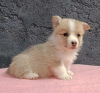 Photo №1. welsh corgi - for sale in the city of Bačka Topola | negotiated | Announcement № 120005