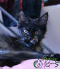 Photo №1. maine coon - for sale in the city of St. Petersburg | 370$ | Announcement № 18723