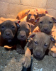 Photo №3. American Pit Bull Terrier puppies. Bosnia and Herzegovina