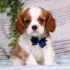 Photo №3. Beautiful Health Cavalier Puppies Business WhatsApp 37256062792. Finland