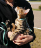 Photo №4. I will sell bengal cat in the city of Kazan. breeder - price - 613$