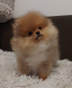 Additional photos: Buu Pomeranians puppies