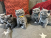 Photo №1. british shorthair - for sale in the city of Los Angeles | 600$ | Announcement № 125008