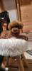 Additional photos: Toy poodle