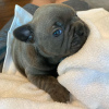 Photo №1. french bulldog - for sale in the city of Graz | negotiated | Announcement № 88880