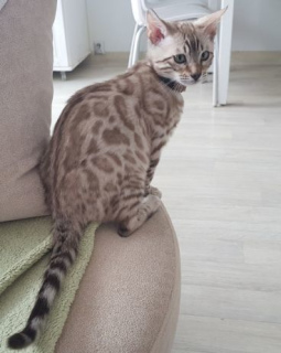 Photo №3. Beautiful and sweet Bengal kittens are waiting for new owners.. Poland