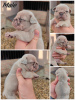 Photo №2 to announcement № 78132 for the sale of french bulldog - buy in Serbia breeder