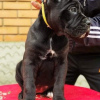 Photo №2 to announcement № 98898 for the sale of cane corso - buy in Germany breeder