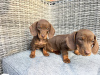 Photo №1. dachshund - for sale in the city of Berlin | Is free | Announcement № 125183