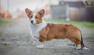 Photo №1. welsh corgi - for sale in the city of Korolev | 814$ | Announcement № 3717