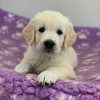 Photo №1. golden retriever - for sale in the city of Putten | 475$ | Announcement № 115298