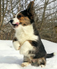 Photo №1. welsh corgi - for sale in the city of St. Petersburg | negotiated | Announcement № 9707