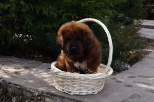 Photo №4. I will sell tibetan mastiff in the city of Samara.  - price - Is free