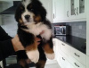 Photo №1. non-pedigree dogs - for sale in the city of Bamberg | Is free | Announcement № 118066