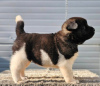 Additional photos: American Akita, puppies available