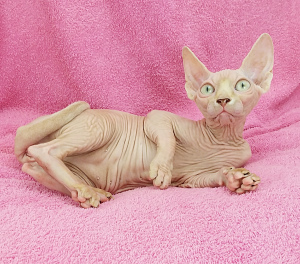 Photo №2 to announcement № 4170 for the sale of sphynx-katze - buy in Ukraine from nursery