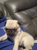 Photo №1. pug - for sale in the city of Pori | 338$ | Announcement № 123481