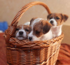 Photo №1. jack russell terrier - for sale in the city of Nikolaev | negotiated | Announcement № 9853
