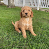 Photo №1. labradoodle - for sale in the city of Gouvia | 370$ | Announcement № 65067