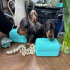 Photo №1. dachshund - for sale in the city of Bamberg | negotiated | Announcement № 109164