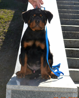 Photo №1. rottweiler - for sale in the city of Kharkov | negotiated | Announcement № 5700