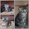 Photo №2 to announcement № 44551 for the sale of scottish fold - buy in Belarus private announcement