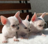 Photo №1. chihuahua - for sale in the city of Афины | 402$ | Announcement № 94238