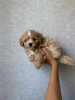 Additional photos: Maltipoo f1 min, delivery, bargaining, maltipoo f1