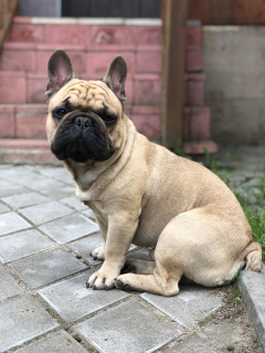 Photo №3. mating french bulldog in Belarus. Announcement № 2427