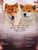 Photo №4. I will sell shiba inu in the city of Minsk. from nursery - price - negotiated