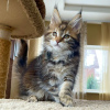 Photo №2 to announcement № 92625 for the sale of maine coon - buy in Greece 