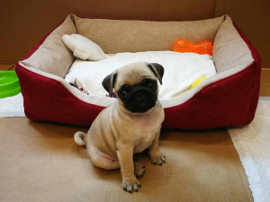 Photo №2 to announcement № 1177 for the sale of pug - buy in Belarus private announcement