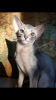 Photo №1. abyssinian cat - for sale in the city of Москва | 538$ | Announcement № 8305