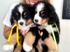 Photo №2 to announcement № 44525 for the sale of bernese mountain dog - buy in Germany private announcement