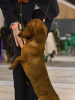 Photo №3. Dachshund standard smooth coat. Russian Federation