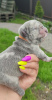 Photo №1. french bulldog - for sale in the city of Kiev | 1200$ | Announcement № 100590