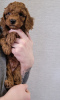 Photo №4. I will sell poodle (dwarf), poodle (toy) in the city of Helsinki. breeder - price - 1057$