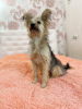 Photo №1. yorkshire terrier - for sale in the city of St. Petersburg | Is free | Announcement № 7852