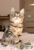 Photo №3. The most charming and attractive Maine Coon girl. Russian Federation