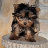 Additional photos: Yorkshire terriers puppies