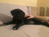 Photo №1. cane corso - for sale in the city of St. Petersburg | negotiated | Announcement № 8581